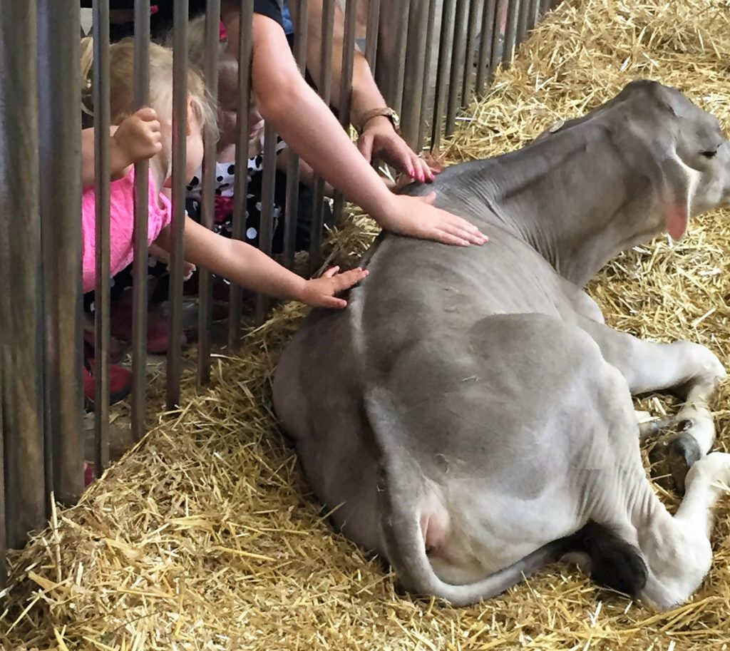 petting a cow at the fair