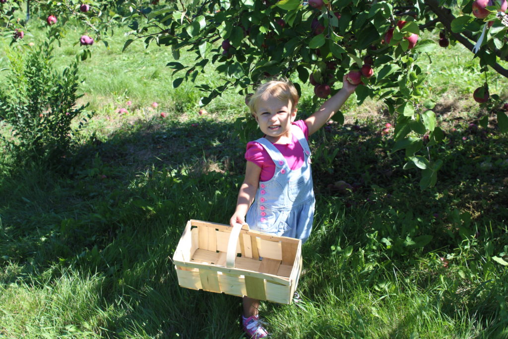 apple picking