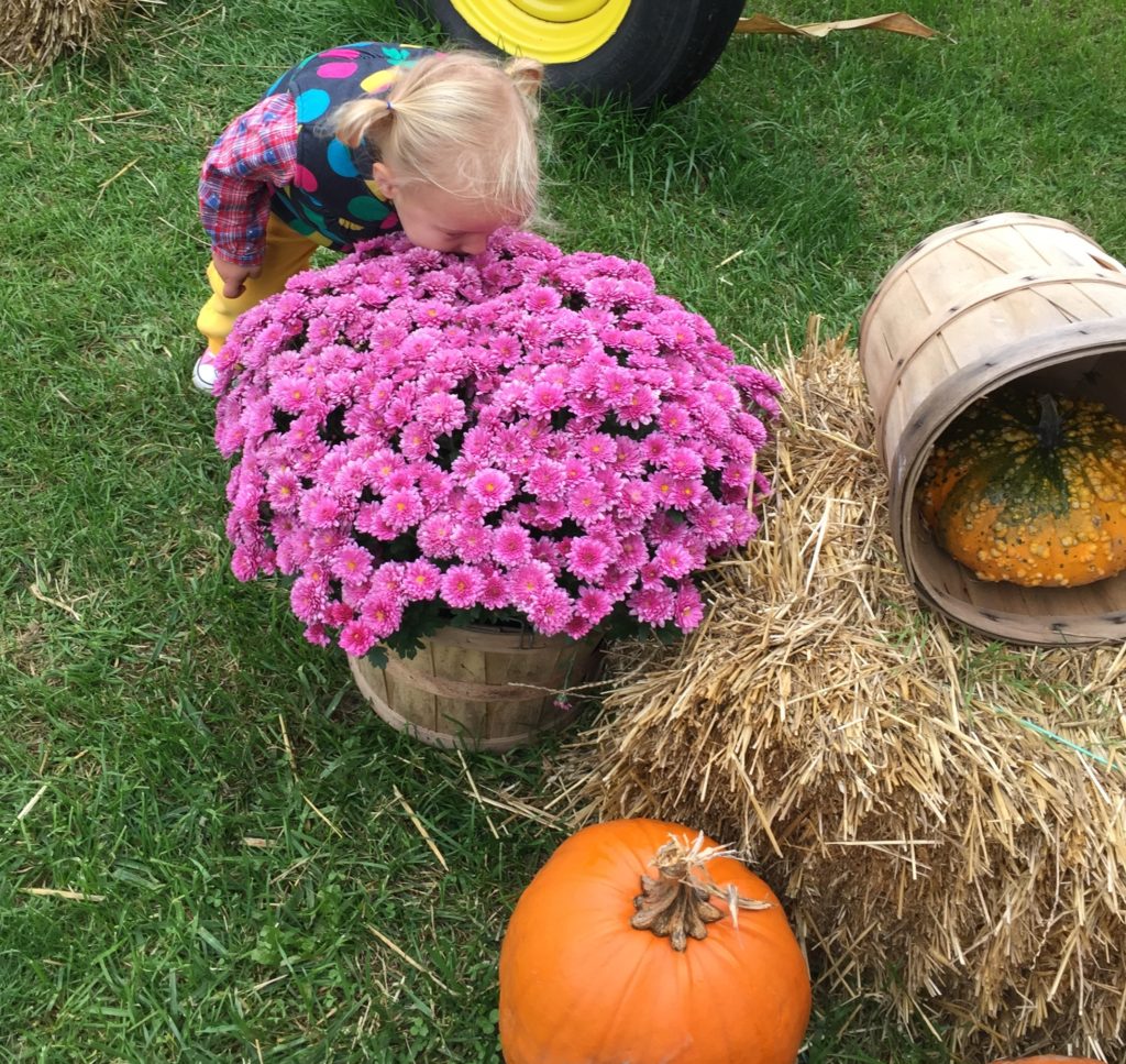 smelling the mums